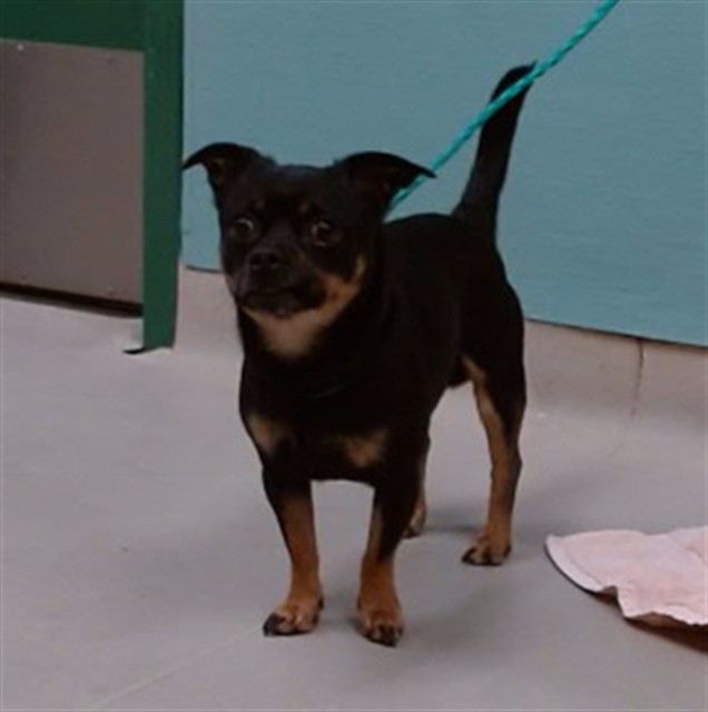 Adoptable Dog