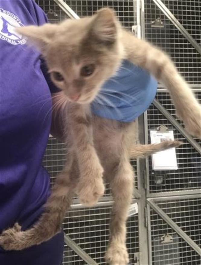 Adoptable Cat