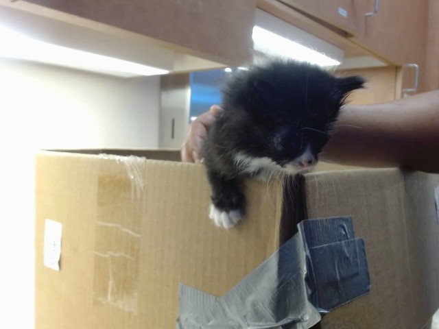 Adoptable Cat