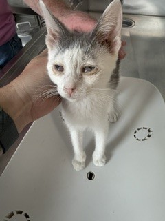 Adoptable Cat
