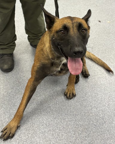 Adoptable Dog