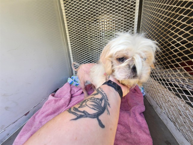 Adoptable Dog