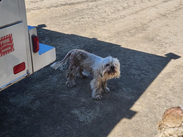 Adoptable Dog