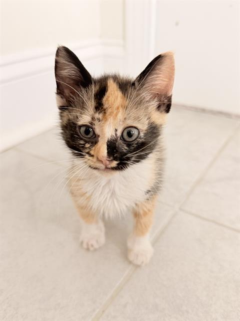 Penelope