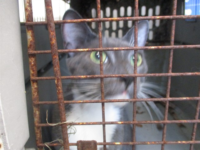 Mr.Blues