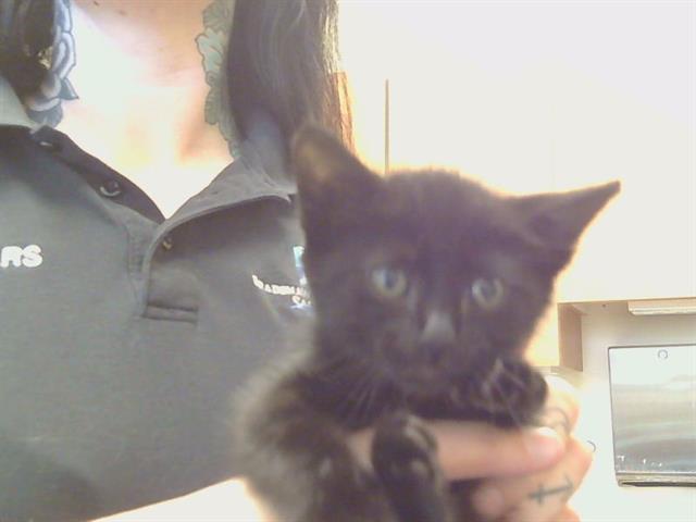 Adoptable Cat