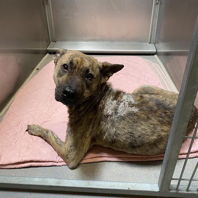 Adoptable Dog