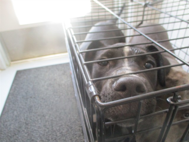 Adoptable Dog