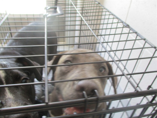 Adoptable Dog