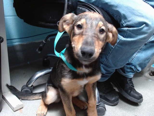 Peanut