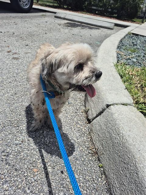 Adoptable Dog