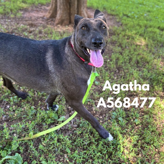 Agatha