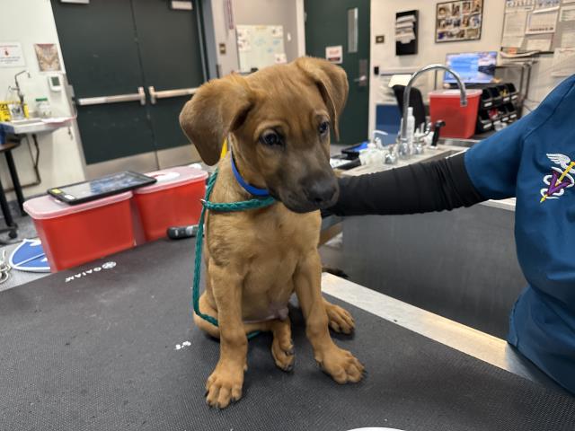 Oakley