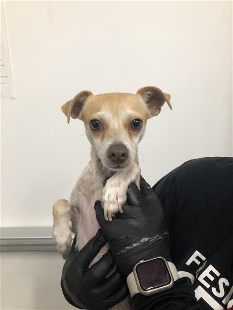 Adoptable Dog