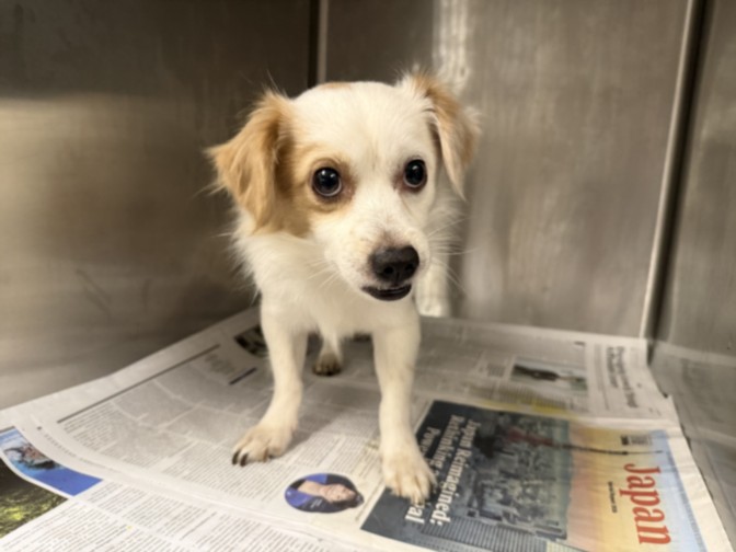 Adoptable Dog
