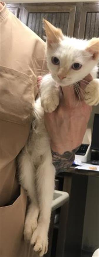 Adoptable Cat