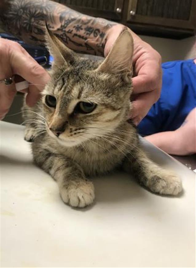 Adoptable Cat