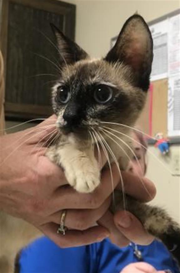 Adoptable Cat
