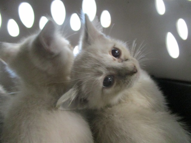 Adoptable Cat