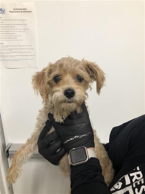 Adoptable Dog