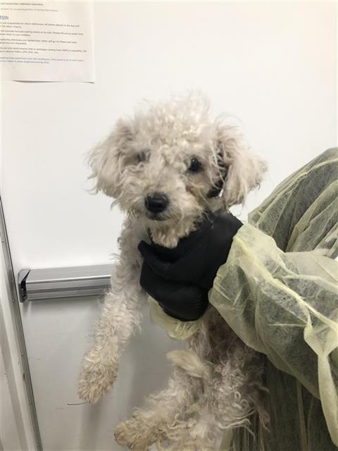 Adoptable Dog