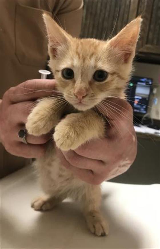 Adoptable Cat