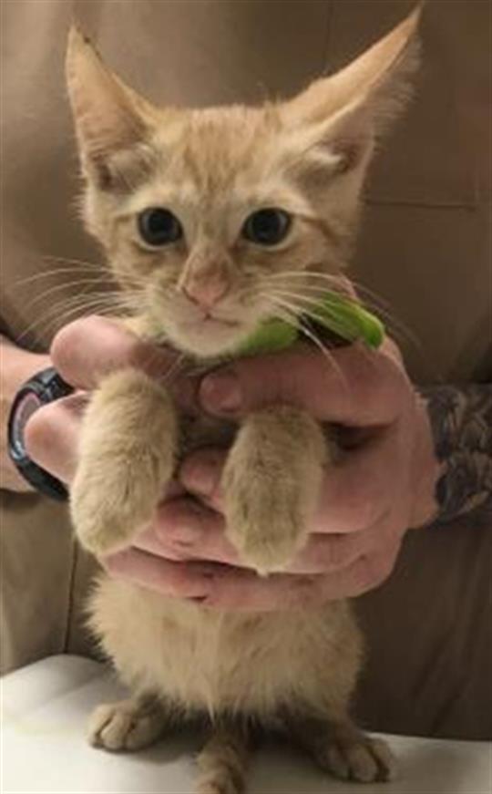 Adoptable Cat
