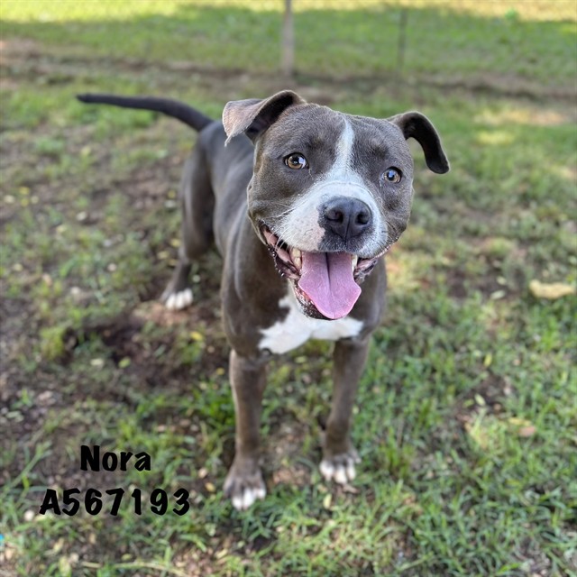 Nora