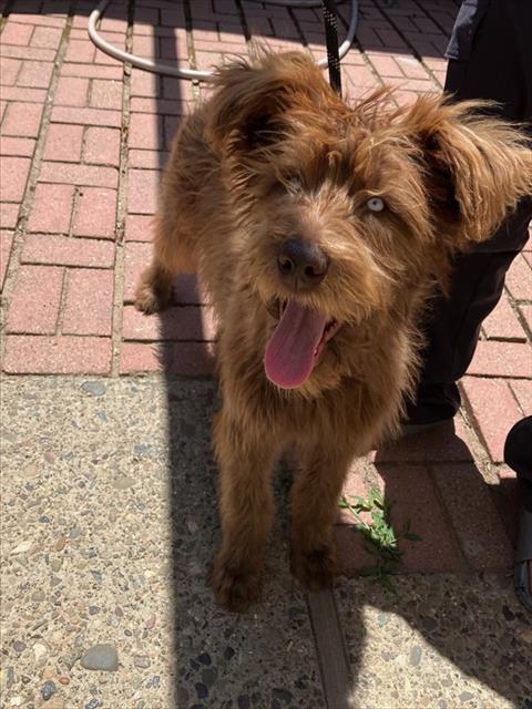 Penny