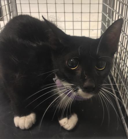 Adoptable Cat