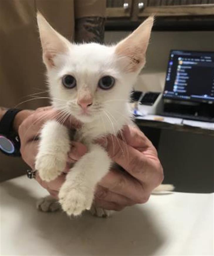 Adoptable Cat