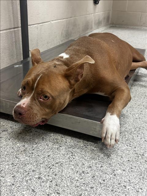 Adoptable Dog