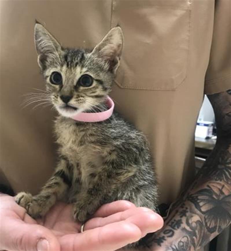 Adoptable Cat