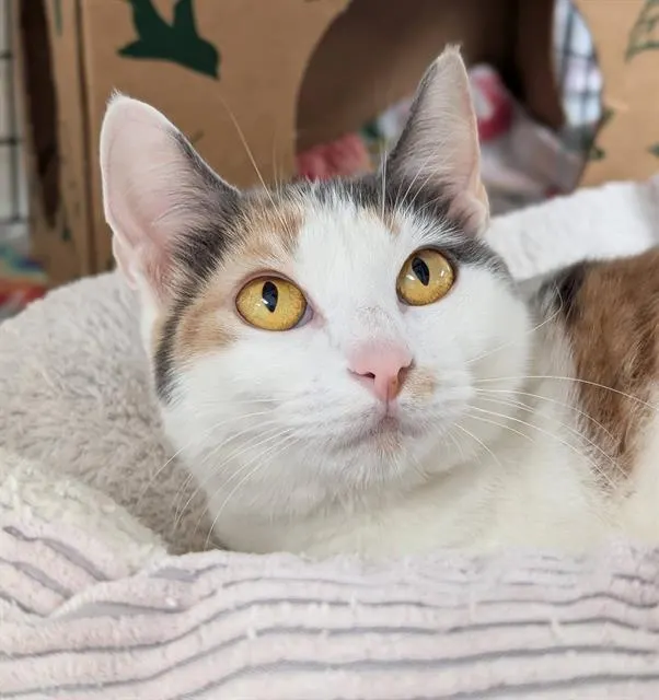 Cinnamon
