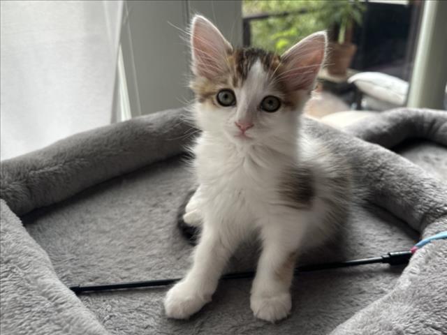 Maya*
