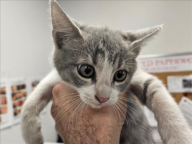 Juno