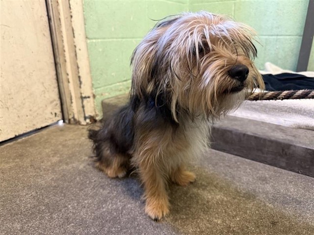 Adoptable Dog