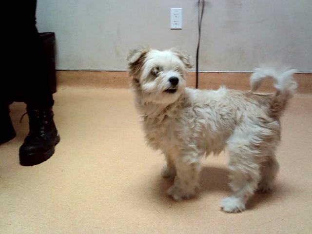 Adoptable Dog