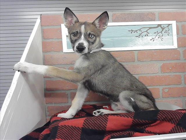 Jack