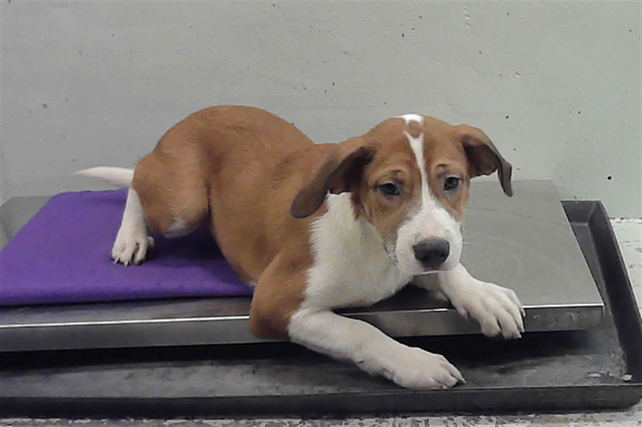 Adoptable Dog
