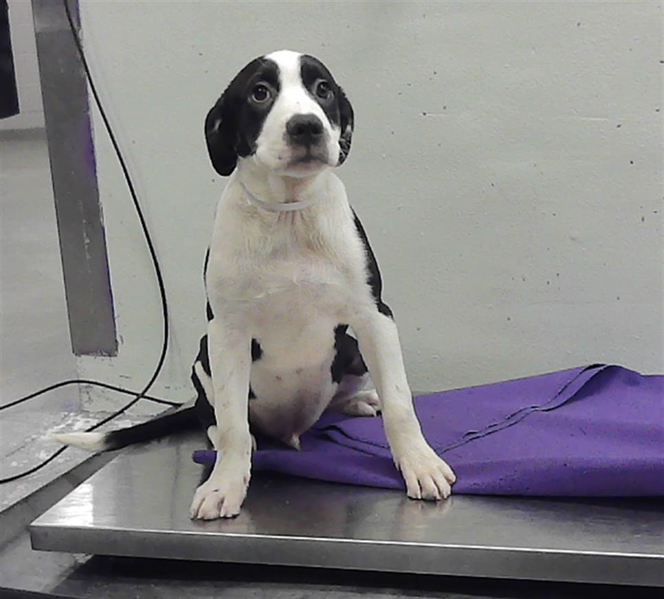 Adoptable Dog