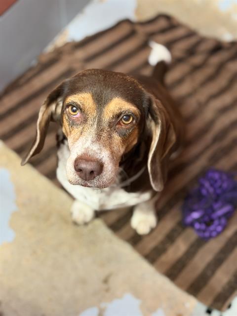 Adoptable Dog