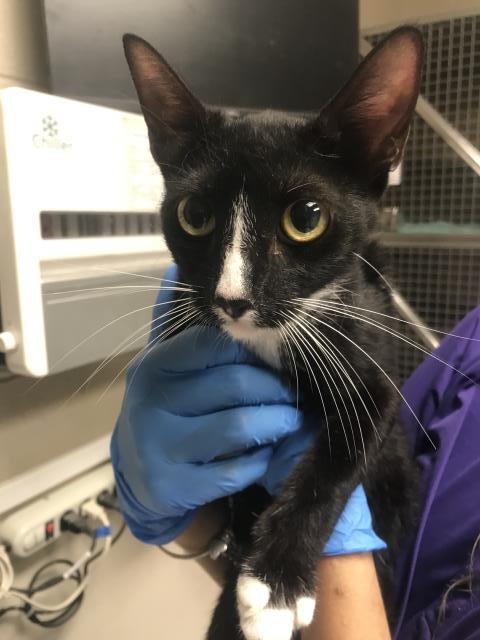 Adoptable Cat