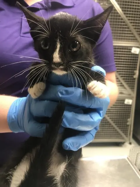 Adoptable Cat