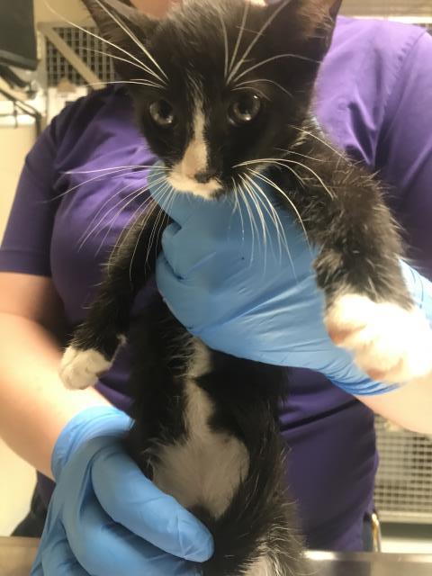 Adoptable Cat