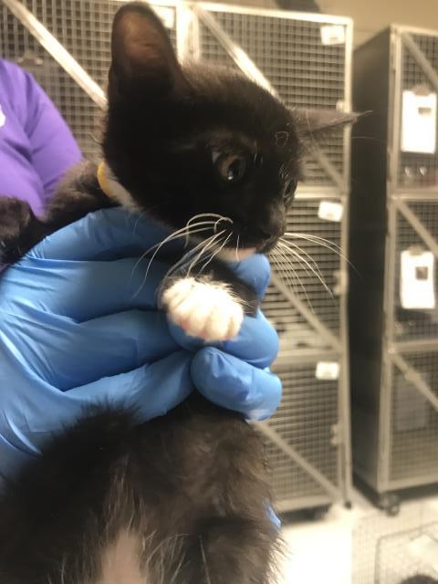 Adoptable Cat