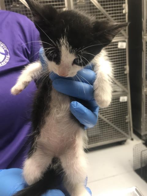 Adoptable Cat