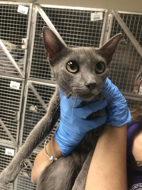 Adoptable Cat