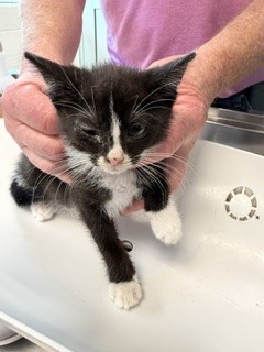 Adoptable Cat