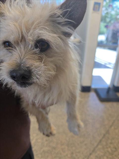 Adoptable Dog